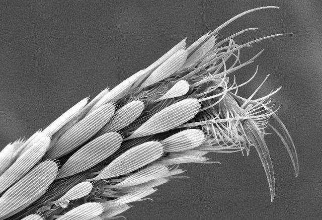 31张显微镜下拍摄的图片，看完感觉世界观被完全颠覆了