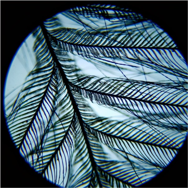 31张显微镜下拍摄的图片，看完感觉世界观被完全颠覆了