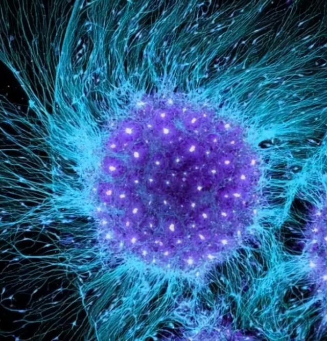 31张显微镜下拍摄的图片，看完感觉世界观被完全颠覆了