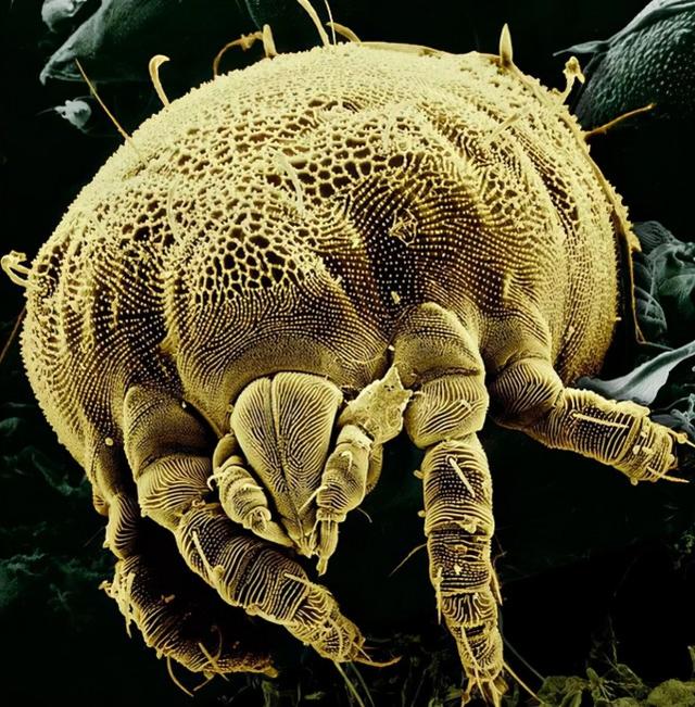 31张显微镜下拍摄的图片，看完感觉世界观被完全颠覆了