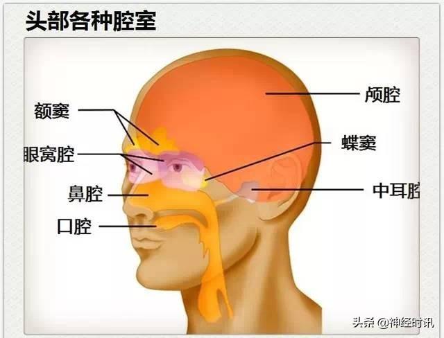 神经解剖（27图）解剖知识必备