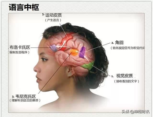 神经解剖（27图）解剖知识必备