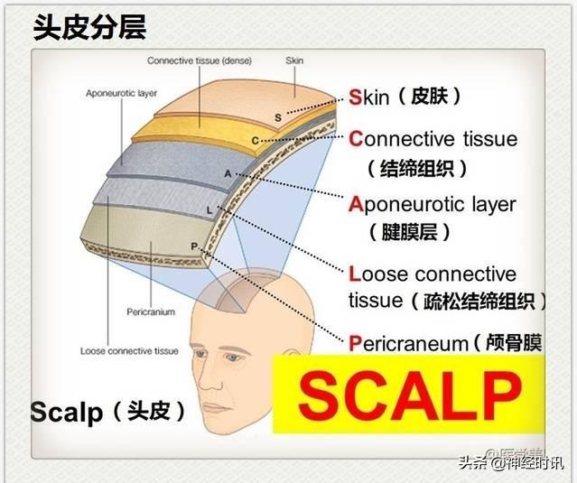 神经解剖（27图）解剖知识必备