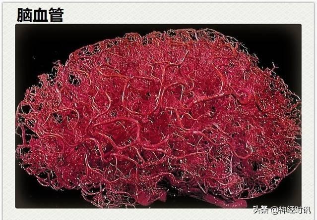 神经解剖（27图）解剖知识必备