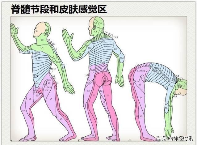 神经解剖（27图）解剖知识必备