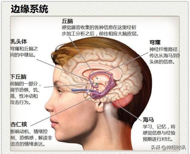 神经解剖（27图）解剖知识必备