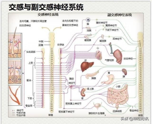 神经解剖（27图）解剖知识必备