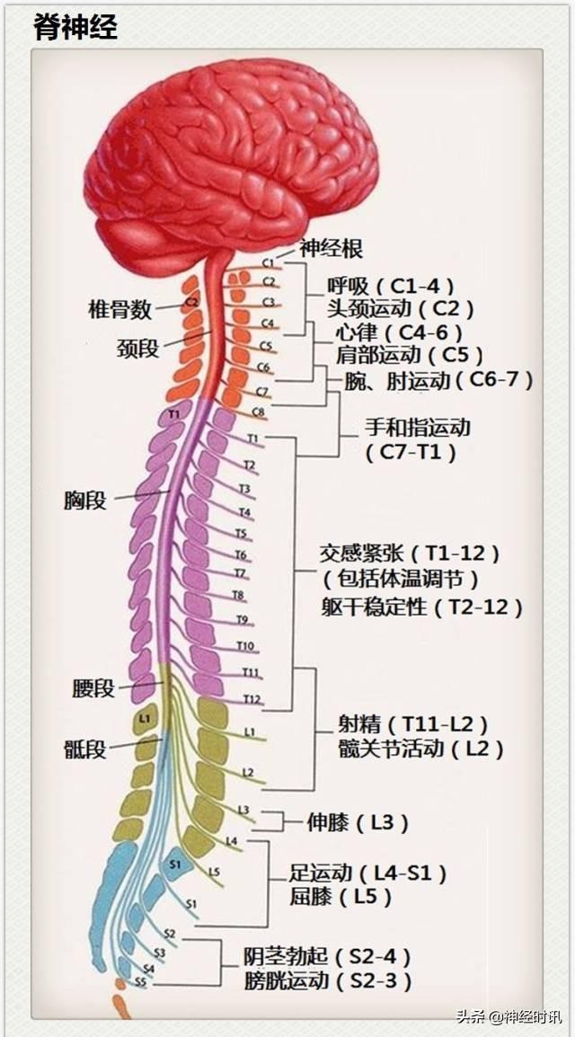 神经解剖（27图）解剖知识必备