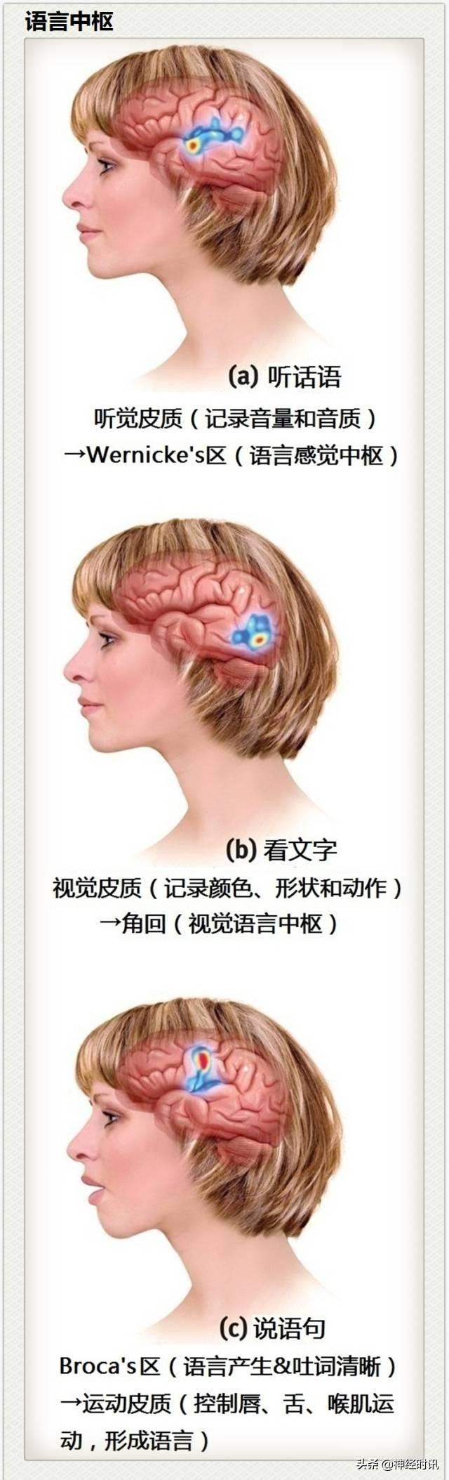 神经解剖（27图）解剖知识必备