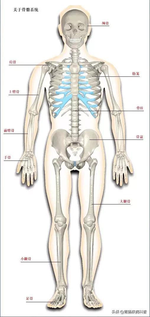 全身骨骼系统解剖图谱汇总