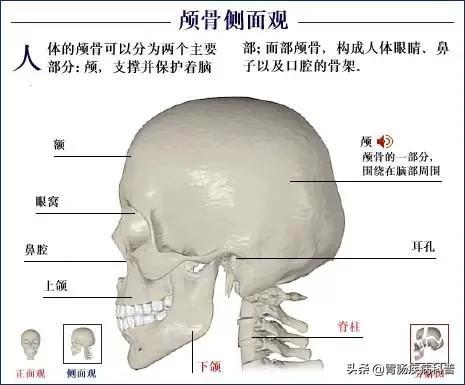 全身骨骼系统解剖图谱汇总
