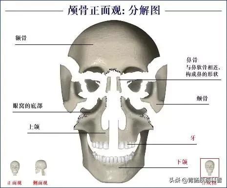 全身骨骼系统解剖图谱汇总