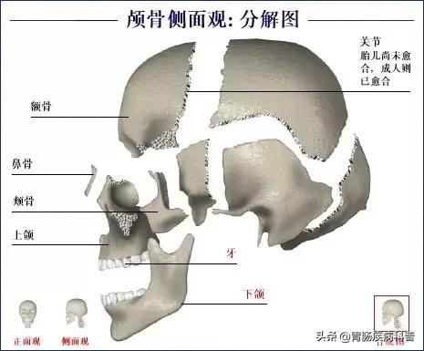 全身骨骼系统解剖图谱汇总
