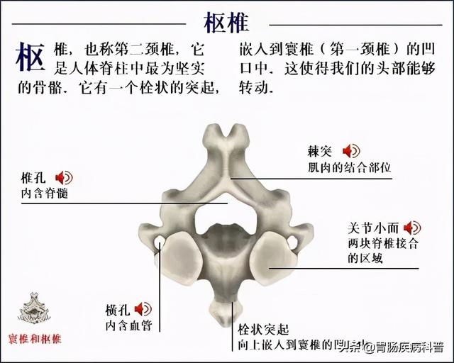 全身骨骼系统解剖图谱汇总