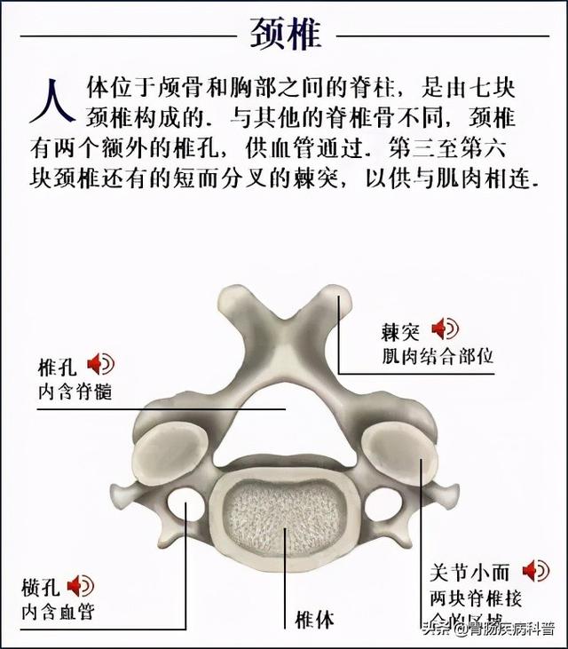 全身骨骼系统解剖图谱汇总