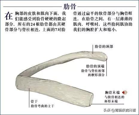 全身骨骼系统解剖图谱汇总