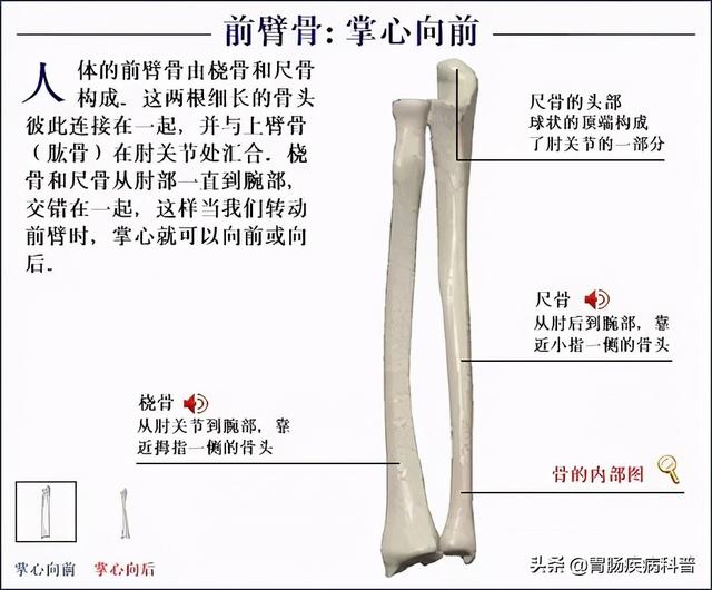 全身骨骼系统解剖图谱汇总