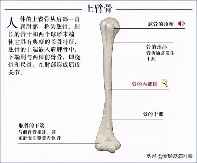 全身骨骼系统解剖图谱汇总