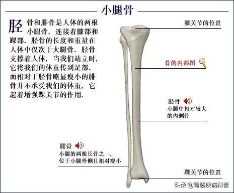全身骨骼系统解剖图谱汇总