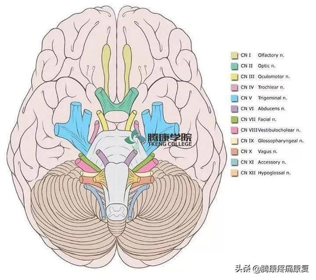 最全！脊神经系统汇总