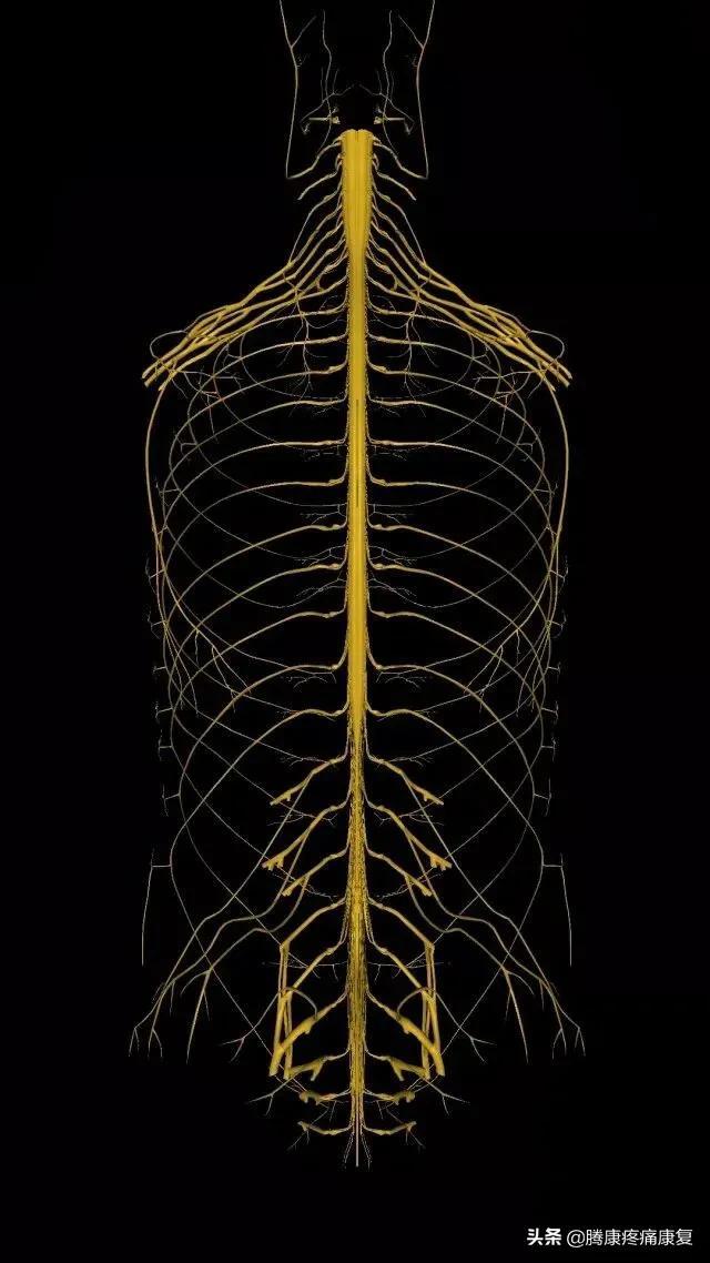 最全！脊神经系统汇总