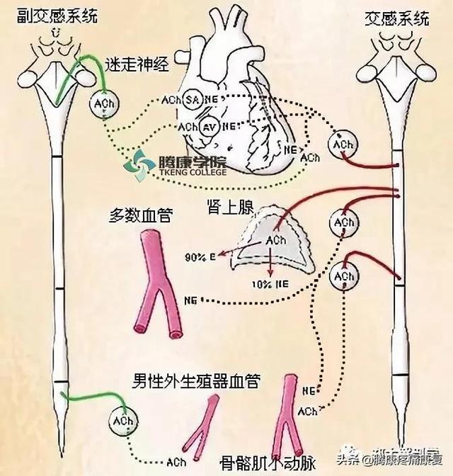 最全！脊神经系统汇总