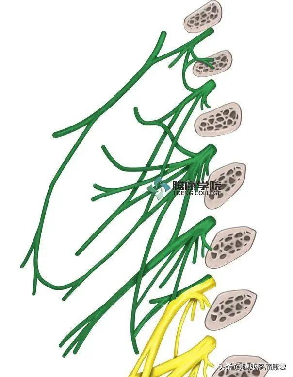 最全！脊神经系统汇总
