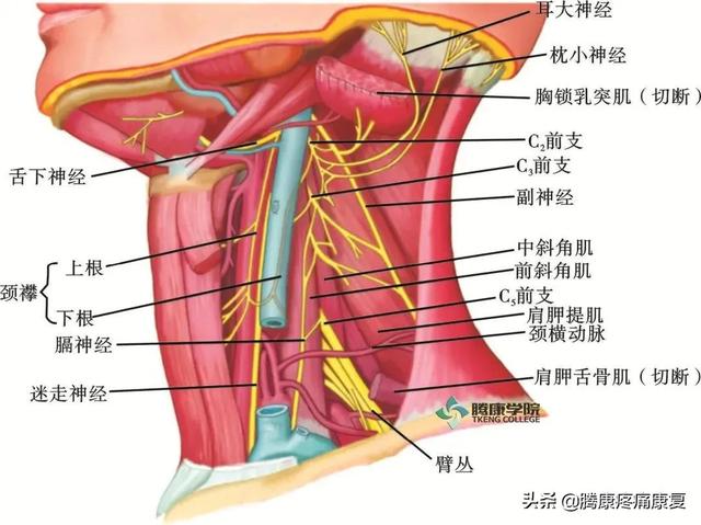 最全！脊神经系统汇总