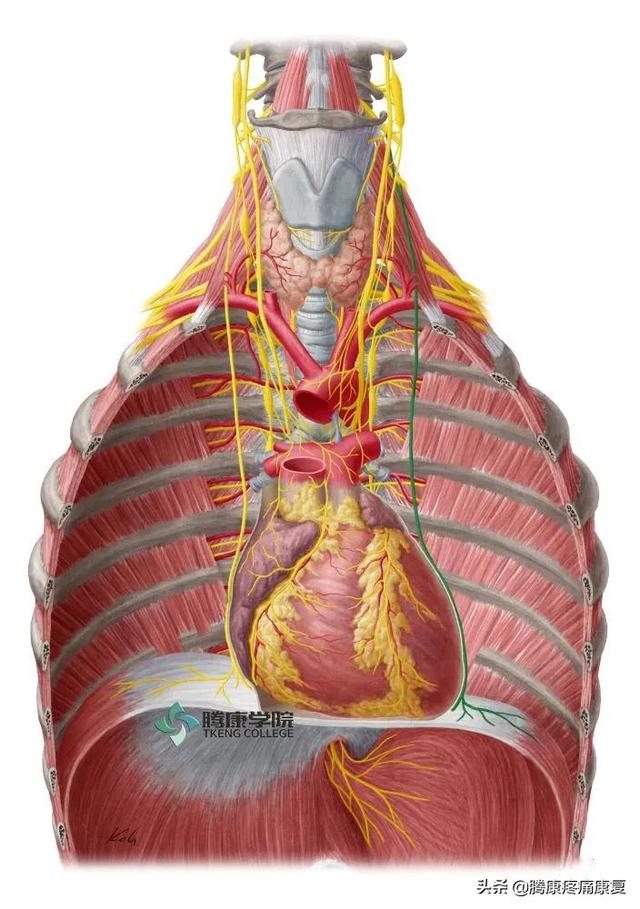 最全！脊神经系统汇总