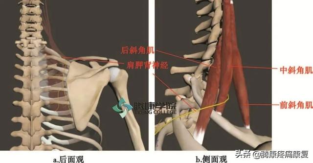 最全！脊神经系统汇总