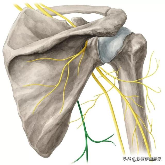 最全！脊神经系统汇总