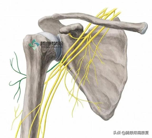 最全！脊神经系统汇总