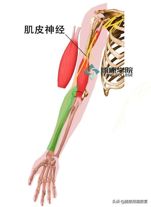 最全！脊神经系统汇总