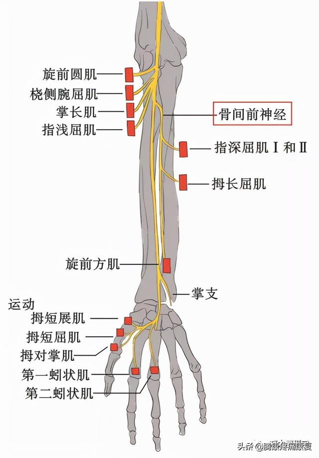 最全！脊神经系统汇总