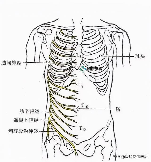 最全！脊神经系统汇总