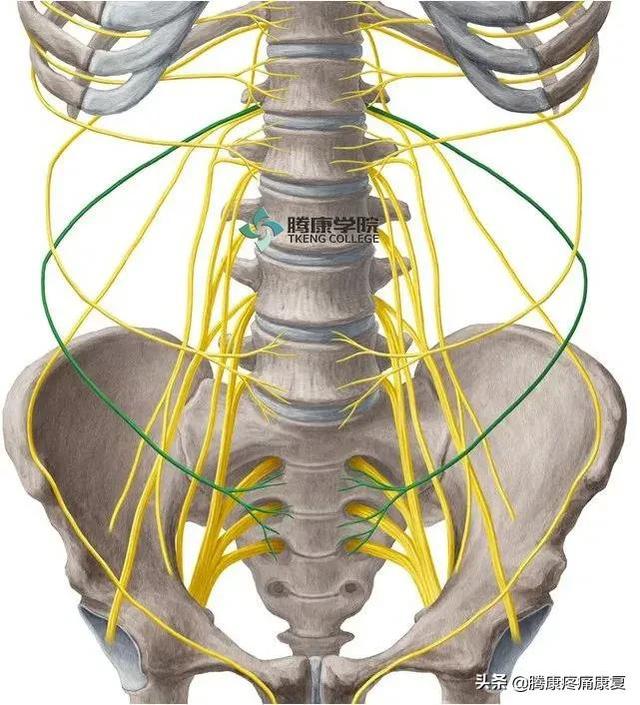 最全！脊神经系统汇总