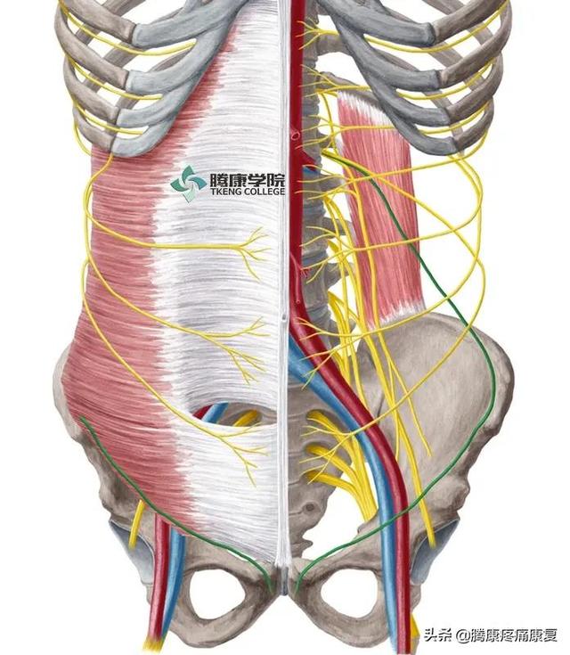 最全！脊神经系统汇总