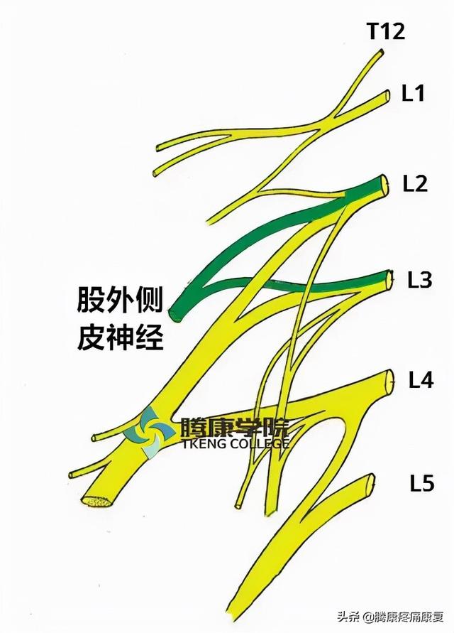最全！脊神经系统汇总