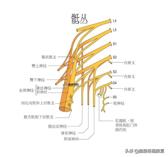 最全！脊神经系统汇总