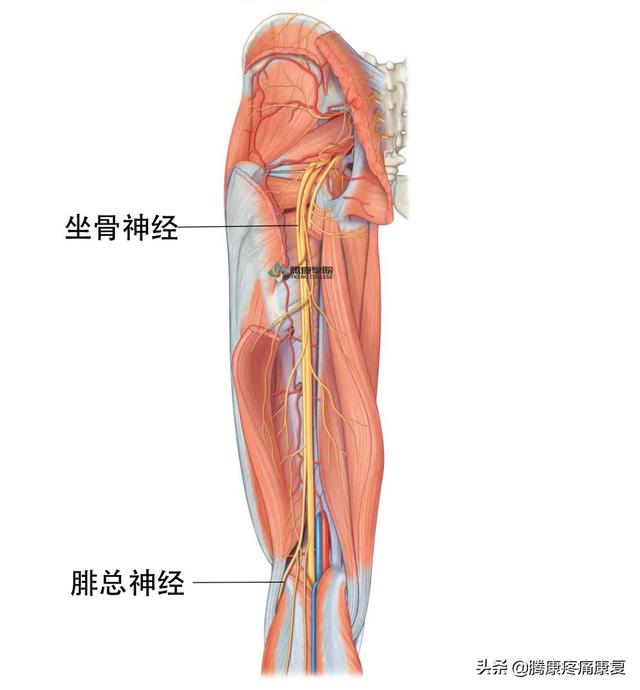 最全！脊神经系统汇总