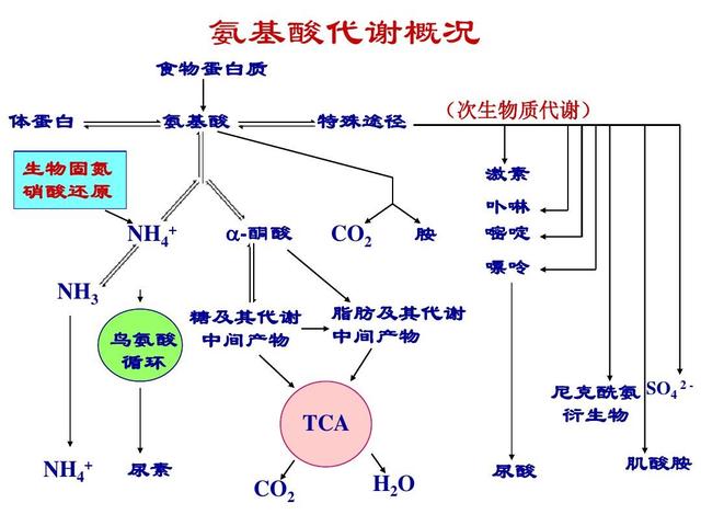 人体的三大能量系统，了解它们才能更好地帮助你训练