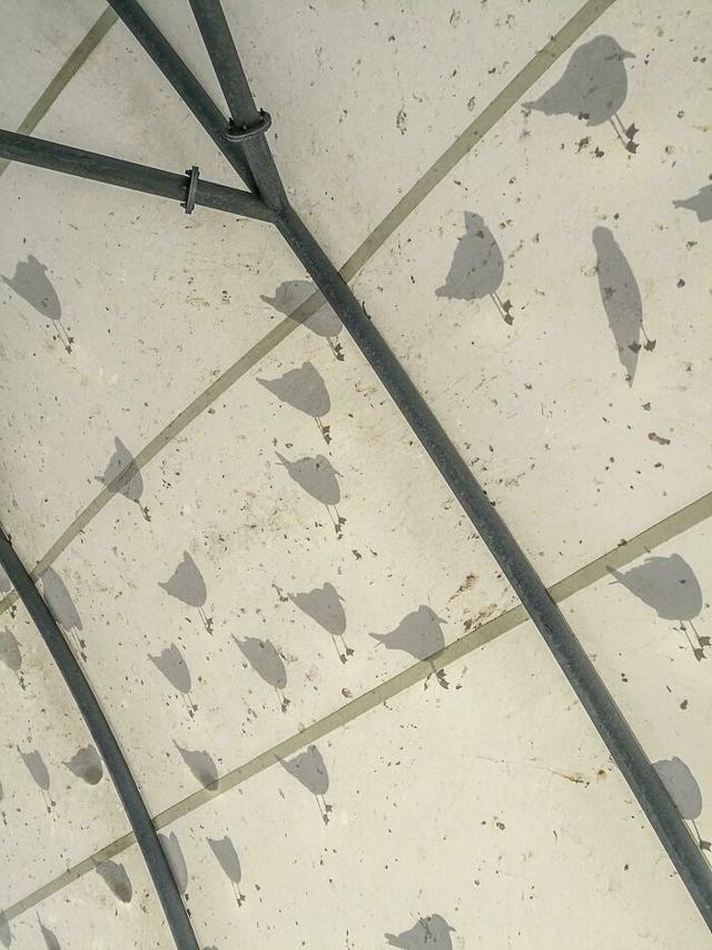 48个令人称奇的真实照片，有趣巧妙的影子，存在于普通日常生活中