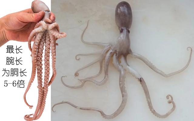 乌贼、墨鱼、鱿鱼、章鱼都有什么不同