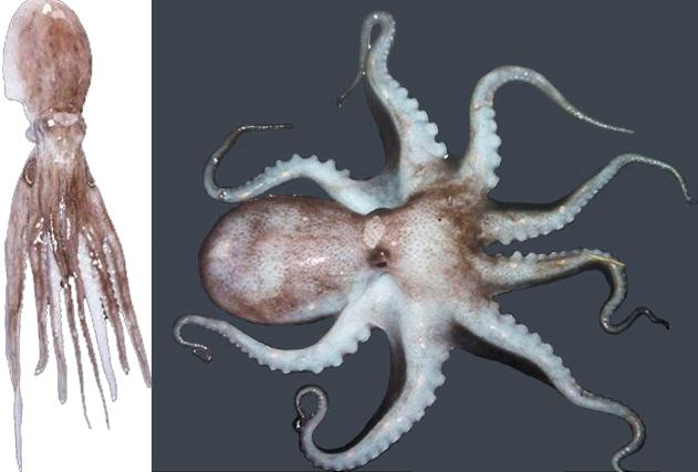 乌贼、墨鱼、鱿鱼、章鱼都有什么不同