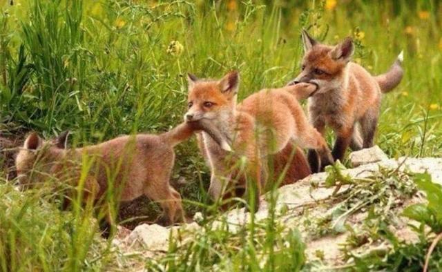 50张难得一见图片：沙漠挑山工，老年人化妆重要性，日出遇到日食