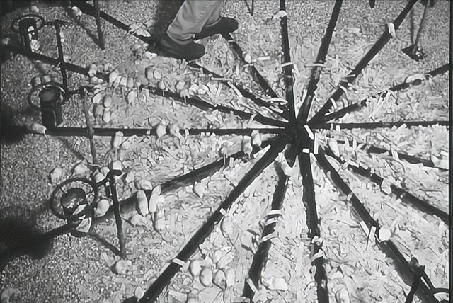 在人造“天堂”里，老鼠560天后走向灭亡，这就是安逸的结局？