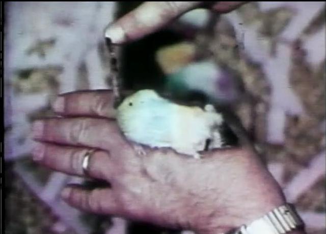 在人造“天堂”里，老鼠560天后走向灭亡，这就是安逸的结局？