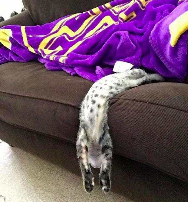 40幅图证明猫猫拥有超能力！不受物理定律规限