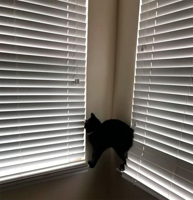 40幅图证明猫猫拥有超能力！不受物理定律规限