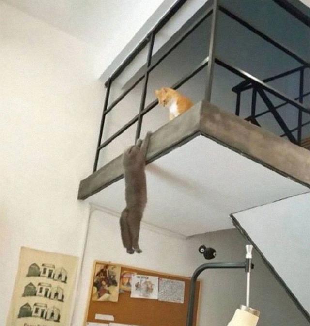 40幅图证明猫猫拥有超能力！不受物理定律规限